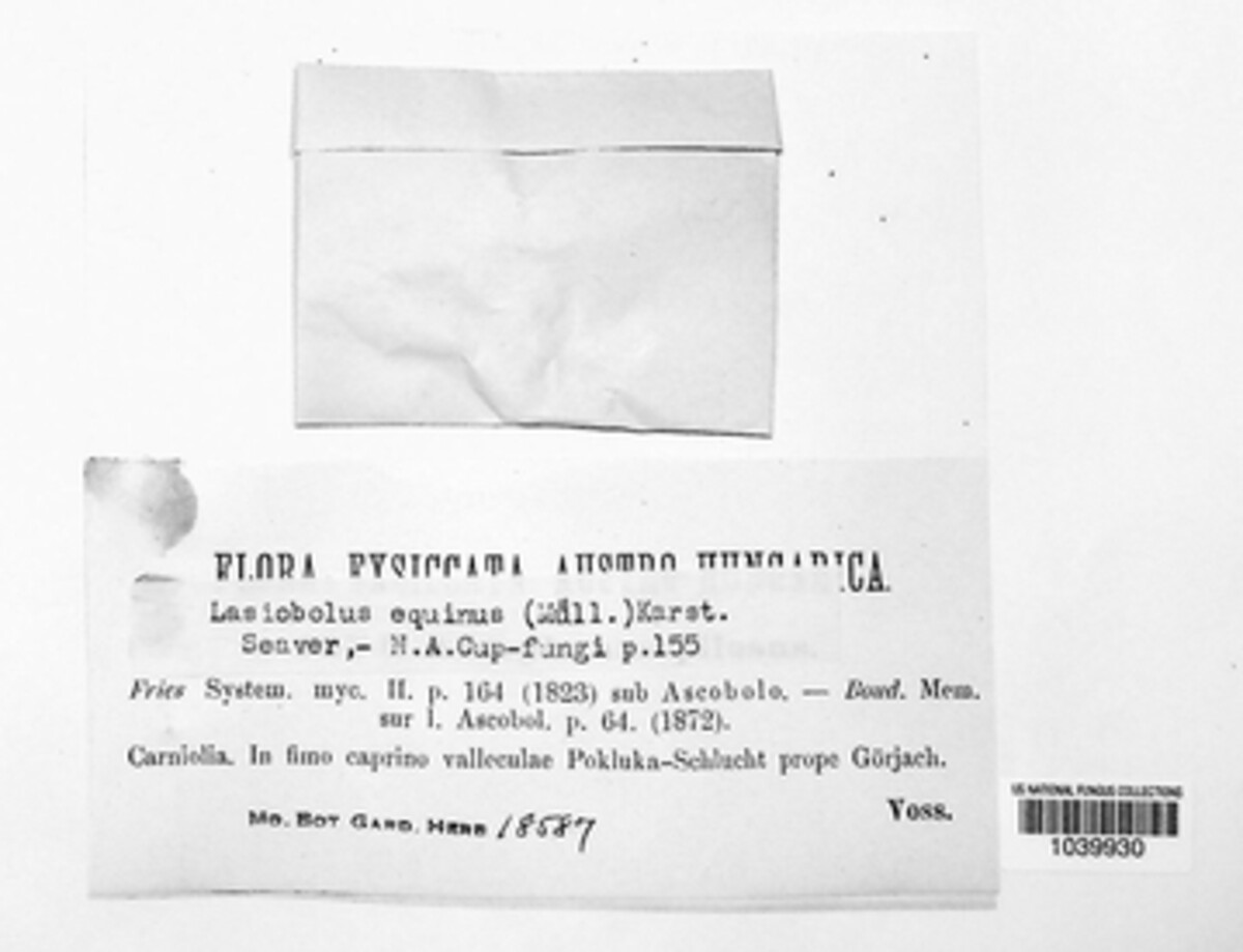 Lasiobolus papillatus image